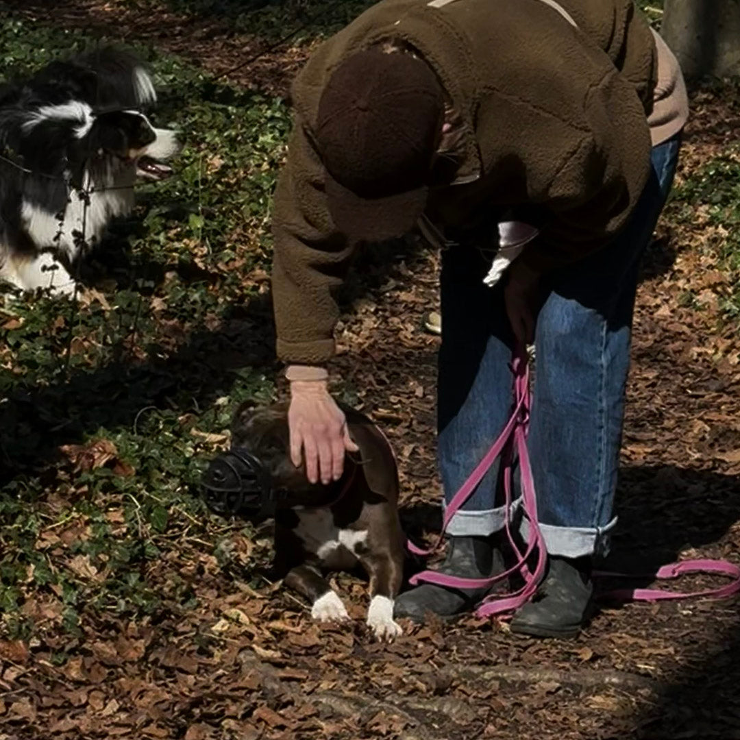 Cours particulier chien réactif : Bilan et accompagnement personnalisé