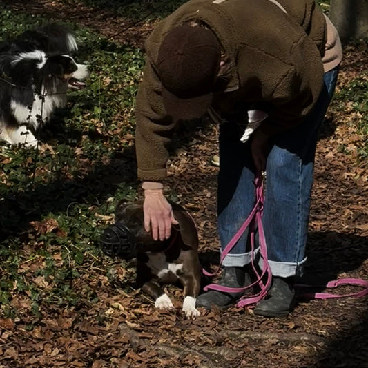 Cours particulier chien réactif : Bilan et accompagnement personnalisé