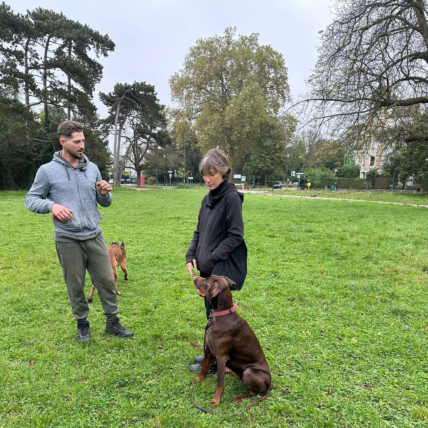 Cours particulier éducation canine : Chiot et chien adulte