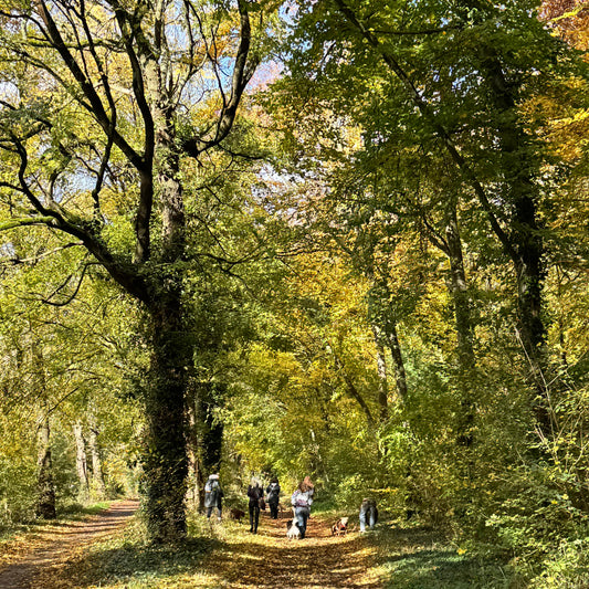 Balade Sophro maître-chien – Apaiser vos émotions, renforcer votre lien