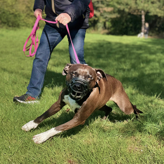 Cours particulier chien réactif : Bilan et accompagnement personnalisé
