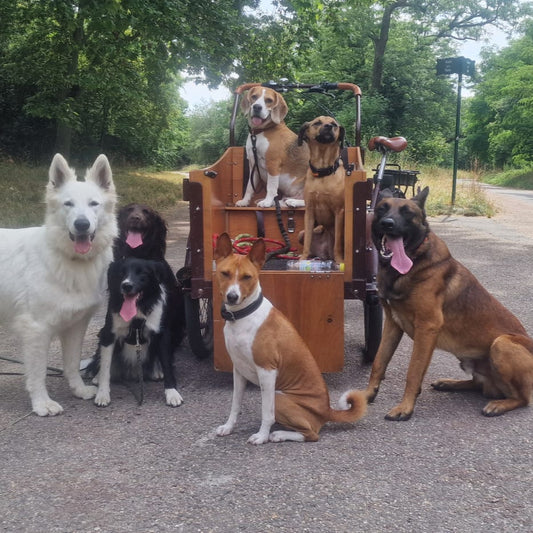 Éducateur canin professionnel en balade éducative avec un groupe de chiens au Bois de Vincennes, Paris. Socialisation, jeux et apprentissage en plein air dans un cadre naturel et sécurisé.